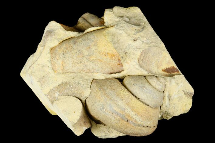 Ordovician Gastropod (Clathrospira) Fossil - Wisconsin #174384